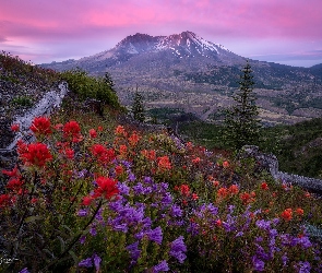 Stany Zjednoczone, Wschód słońca, Castilleja, Stan Waszyngton, Wulkan Mount St. Helens, Góry Kaskadowe, Drzewa, Łąka, Góra, Kwiaty