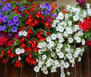 Kwiaty, Petunie, Białe, Fioletowe