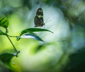 Motyl, Liście, Gałązka, Heliconius hortense, Egzotyczny