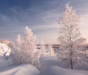 Zima, Zaspy, Oszronione, Drzewa, Śnieg