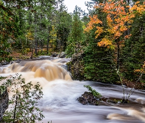 Drzewa, Kamienie, Rzeka, Rwąca, Las