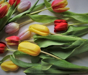 Rozłożone, Tulipany, Kolorowe, Kwiaty