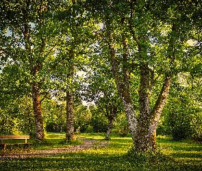 Park, Liście, Aleja, Drzewa, Ławka, Liściaste