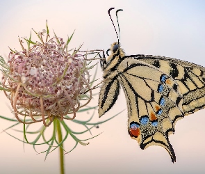 Motyl, Makro, Roślina, Dzika marchew, Paź królowej