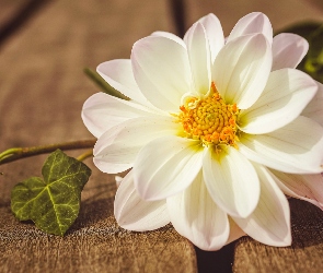 Dalia, Kwiat, Biały