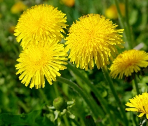 Żółte, Zbliżenie, Mniszek pospolity, Kwiaty
