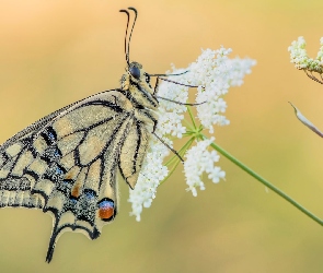 Motyl, Dzika marchew, Paź królowej