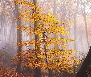 Las, Jesień, Żółte, Drzewo, Liście, Mgła