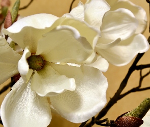 Kwiat, Magnolia, Płatki, Gałązka, Białe