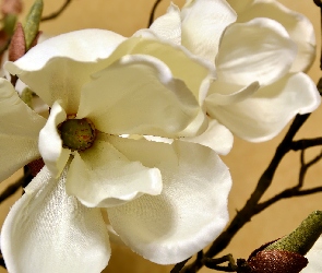 Białe, Magnolia, Gałązka, Płatki, Kwiat