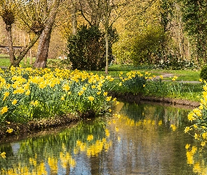 Park, Drzewa, Narcyzy żonkile, Strumyk, Wiosna