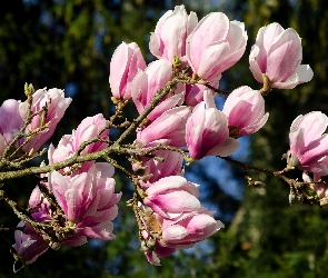Kwitnąca, Magnolia, Gałąź