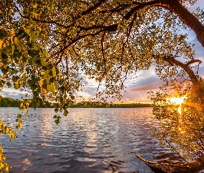 Jezioro, Wschód słońca, Drzewa, Pochylone