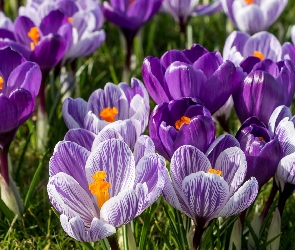 Trawa, Fioletowe, Krokusy, Liliowe