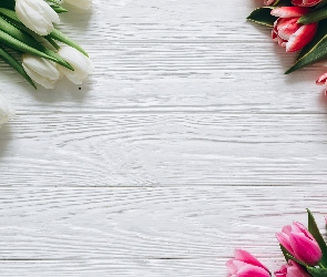 Bukiety, Deski, Tulipany