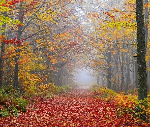 Las, Opadłe, Jesień, Droga, Drzewa, Liście