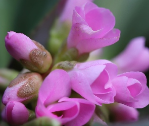 Różowe, Bergenia, Pąki, Kwiaty