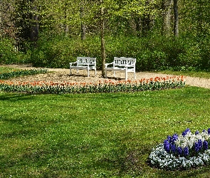 Park, Kwiaty, Wiosna, Ławki, Hiacynty, Alejka, Drzewa Wiosna, Tulipany