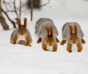 Trzy, Śnieg, Wiewiórki
