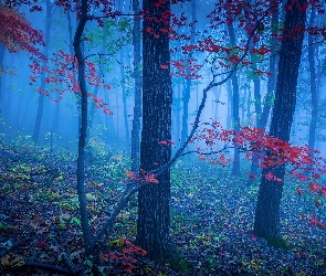 Mgła, Liście, Czerwone, Drzewa, Las