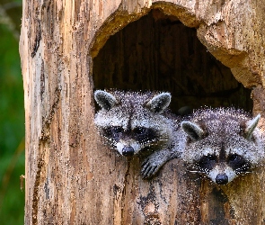 Drzewo, Dziupla, Dwa, Szopy