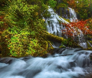 Stany Zjednoczone, Miejsce chronione, Rzeka, Gifford Pinchot National Forest, Drzewa, Las, Stan Waszyngton, Panther Creek Falls, Wodospad