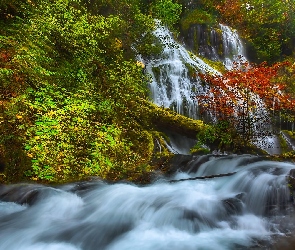 Panther Creek Falls, Las, Stan Waszyngton, Stany Zjednoczone, Gifford Pinchot National Forest, Drzewa, Rzeka, Miejsce chronione, Wodospad