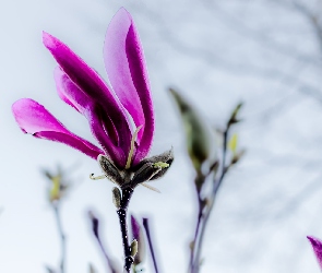 Gałązki, Magnolia, Ciemnoróżowy, Kwiat