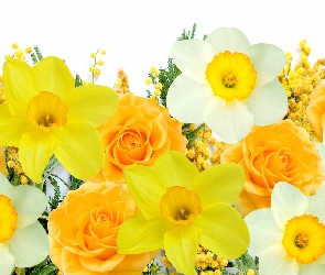 Żółte, Róże, Narcyzy, Kwiaty, Białe