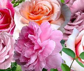 Kwiaty, Grafika, Róże, Różnokolorowe