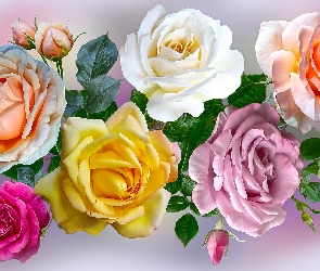 Kwiaty, Grafika, Kolorowe, Róże