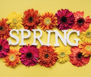 Wiosna, Gerbery, Spring, Kwiaty, Napis