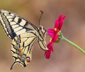 Paź królowej, Makro, Kwiat, Czerwony, Motyl