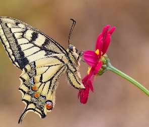 Motyl, Makro, Czerwony, Kwiat, Paź królowej