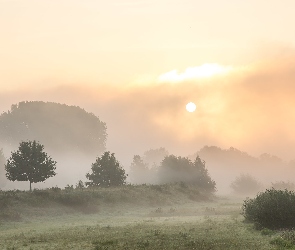 Krzewy, Drzewa, Wschód słońca, Mgła