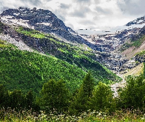 Drzewa, Lasy, Góry