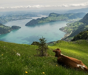 Jezioro, Krowa, Łąka, Wzgórze, Góry