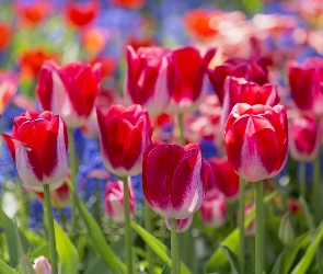 Kwiaty, Zbliżenie, Tulipany
