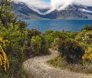 Kwiaty, Żółte, Jezioro Wakatipu, Nowa Zelandia, Krzewy, Góry, Droga