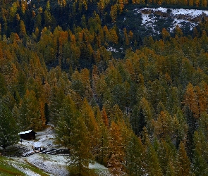 Las, Ogrodzenie, Śnieg, Szopa, Drzewa