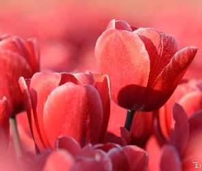 Czerwone, Zbliżenie, Tulipany