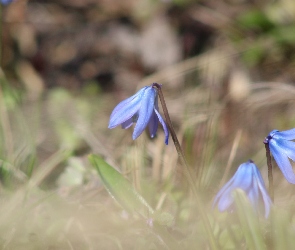 Niebieska, Cebulica syberyjska, Kwiaty
