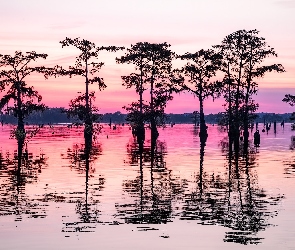 Cyprys, Mokradło, Drzewo, Bagno, Luizjana, Odbicie, Stany Zjednoczone, Atchafalaya Basin