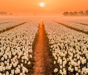 Wschód słońca, Tulipany, Plantacja, Pole