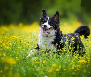 Berneński pies pasterski, Kwiaty, Żółte, Łąka