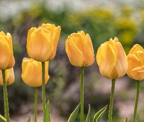 Żółte, Zbliżenie, Tulipany