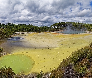 Wai-O-Tapu, Drzewa, Gejzer, Źródła termalne, Nowa Zelandia