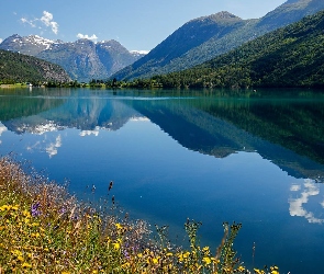 Jezioro, Odbicie, Kwiaty, Brzeg, Góry