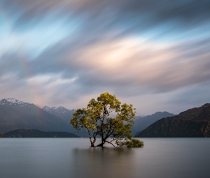Drzewo, Nowa Zelandia, Jezioro Wanaka, Góry