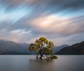 Nowa Zelandia, Jezioro Wanaka, Drzewo, Góry